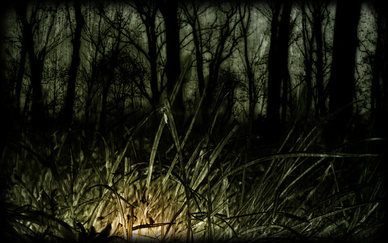 dark forest at night