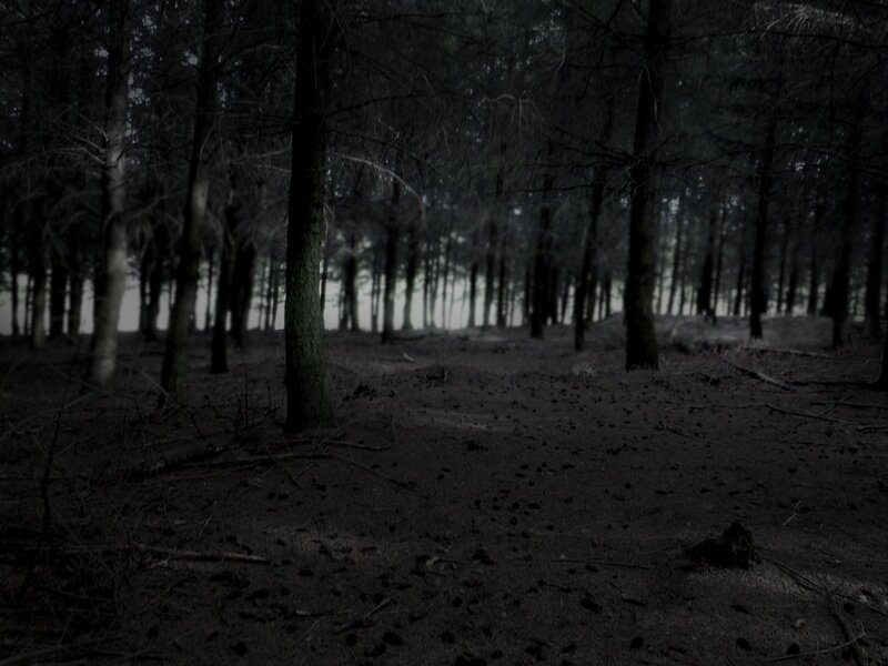dark forest at night