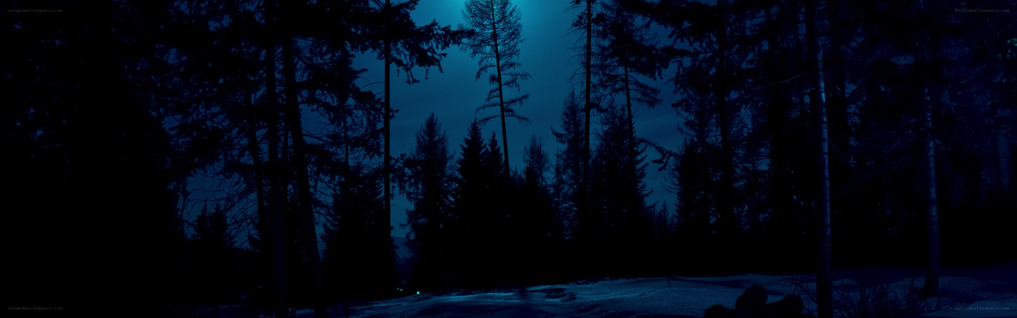 dark forest at night