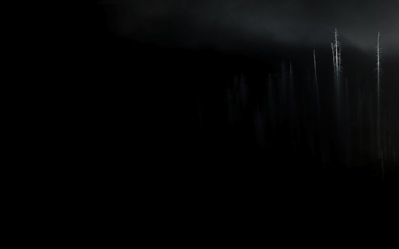 dark forest at night