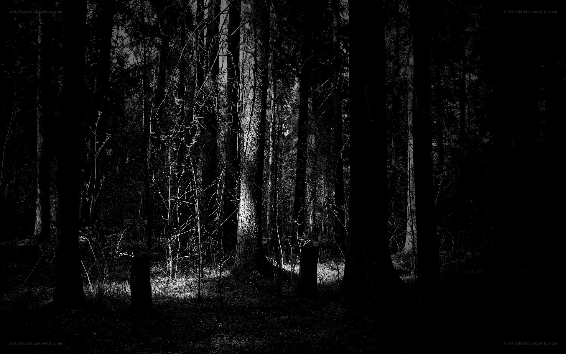 Dark forest at night