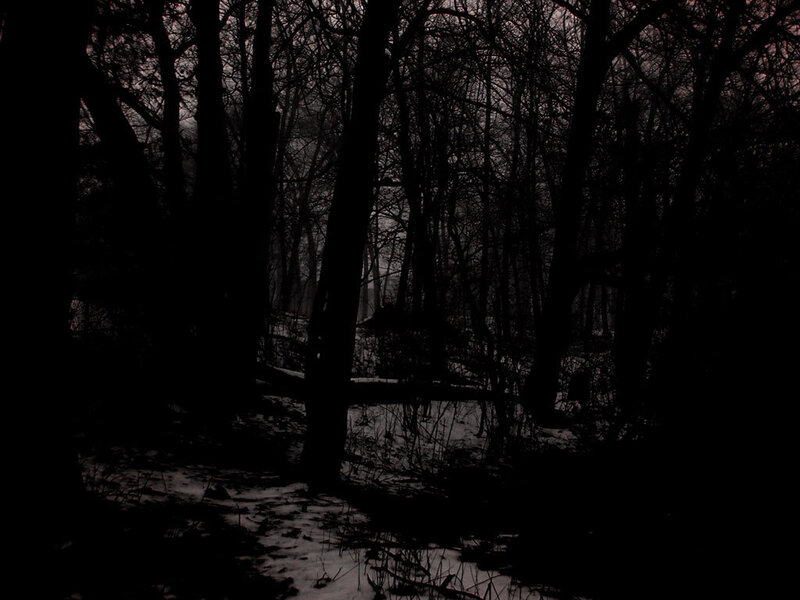 dark forest at night
