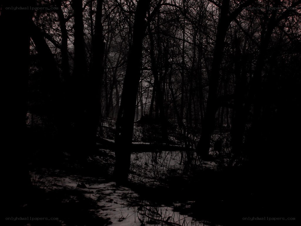 dark forest at night