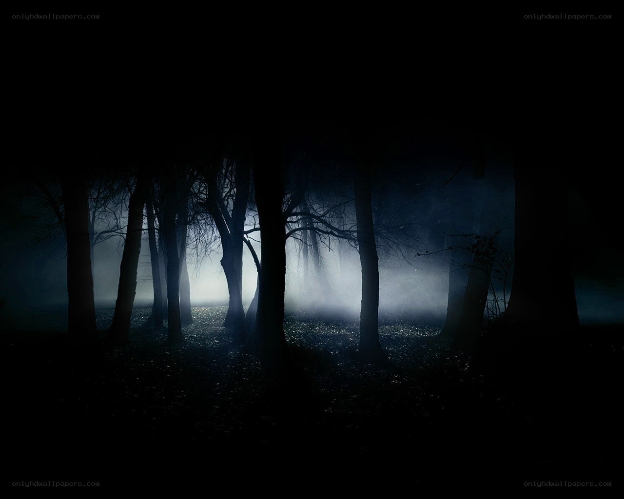 Dark forest at night