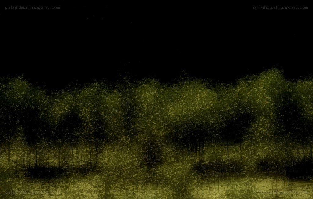 dark forest at night