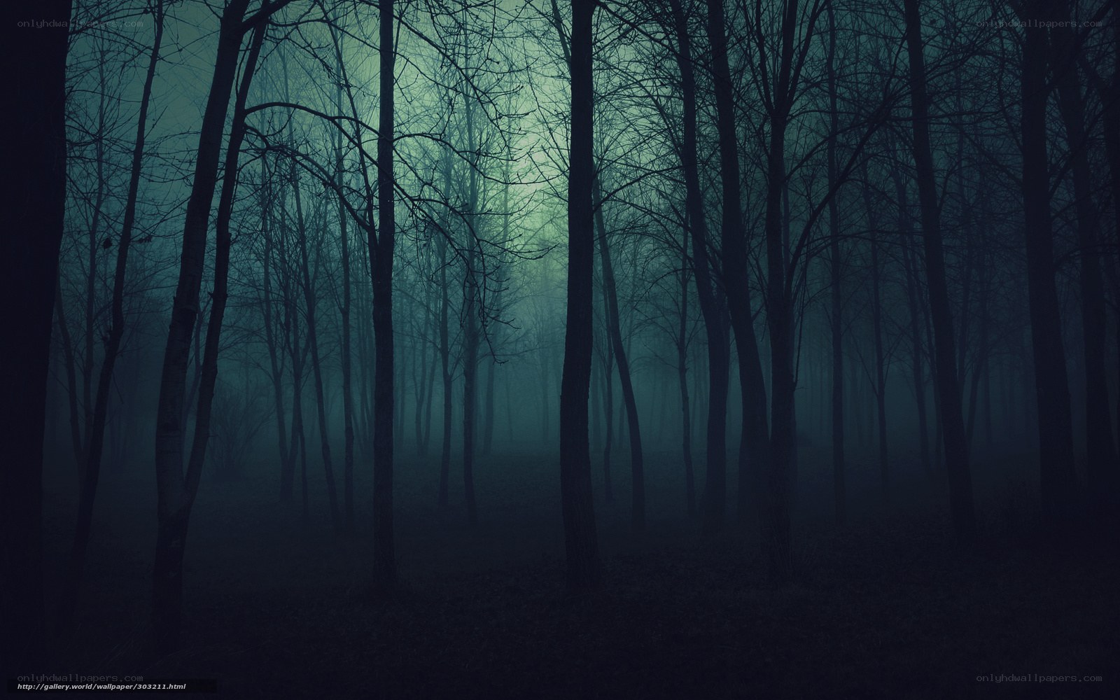 Dark forest at night