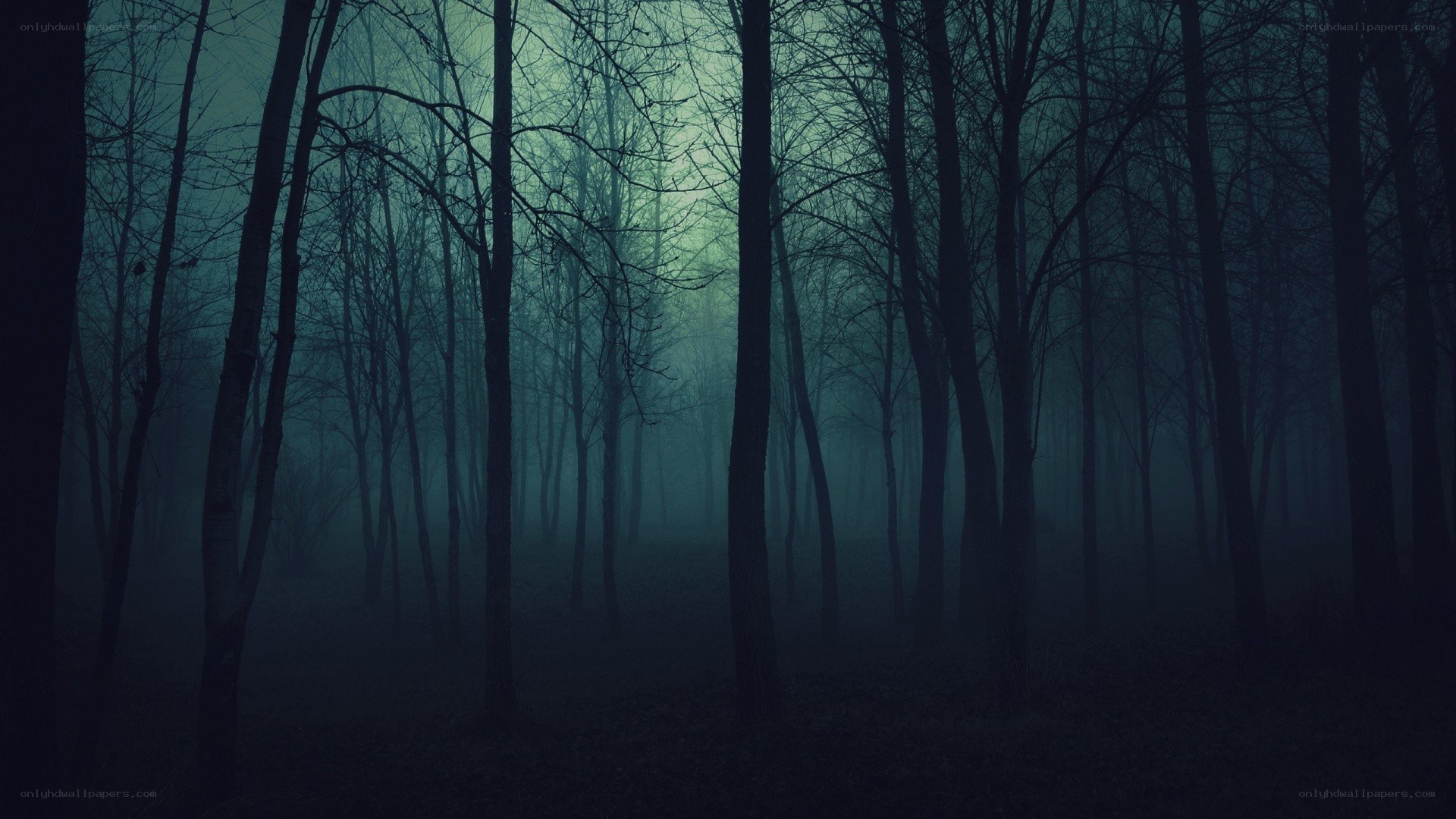 dark forest at night