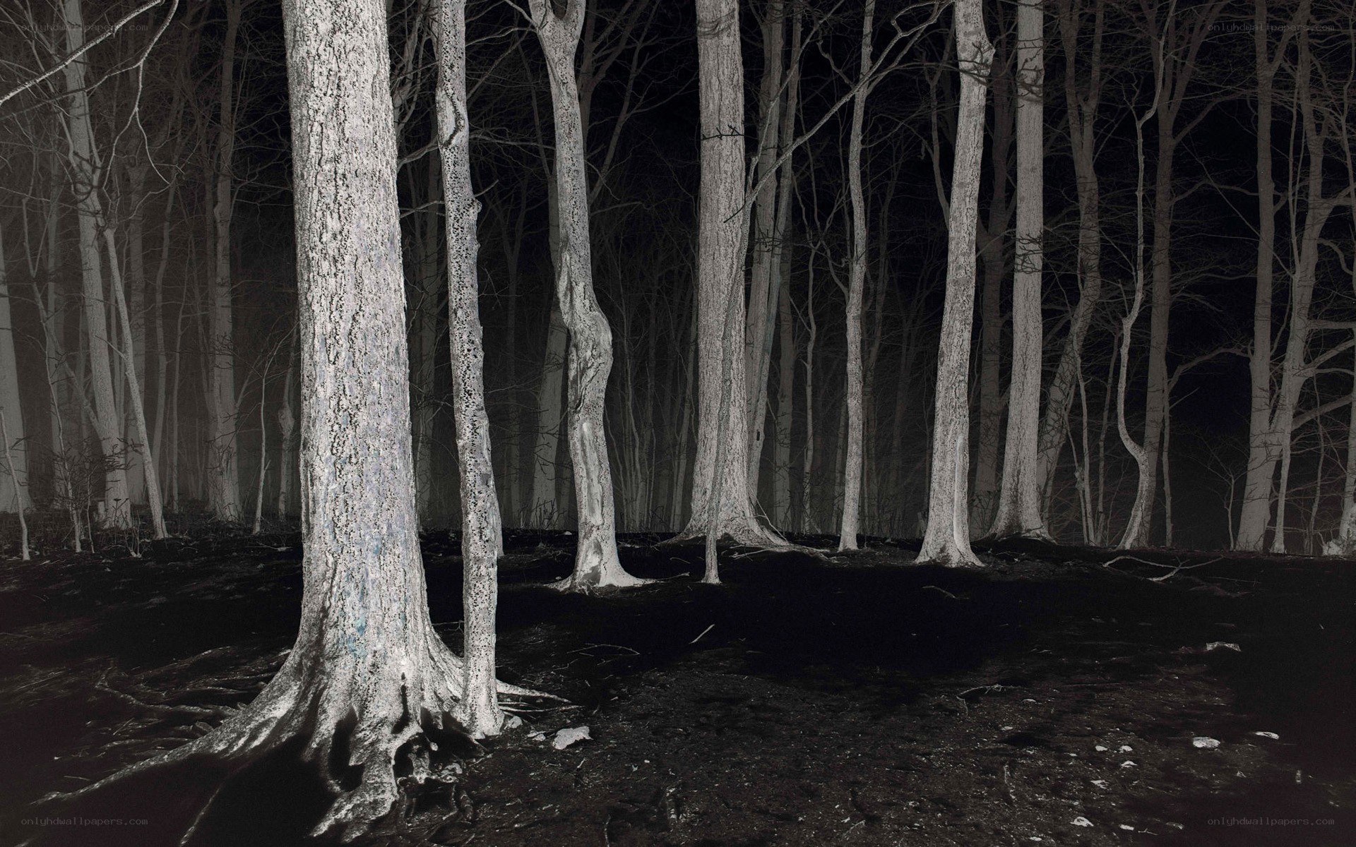 Dark forest at night