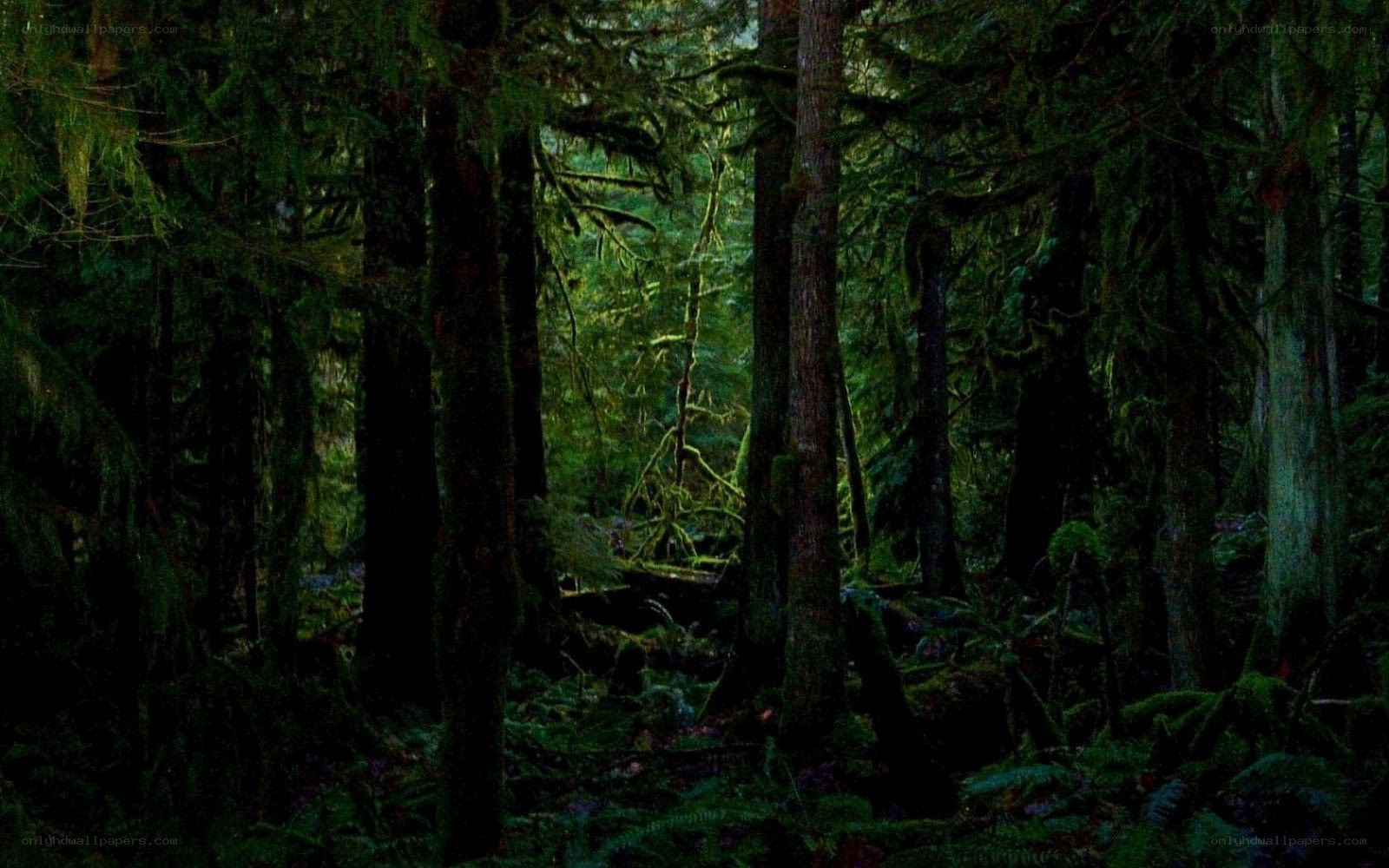 dark forest at night