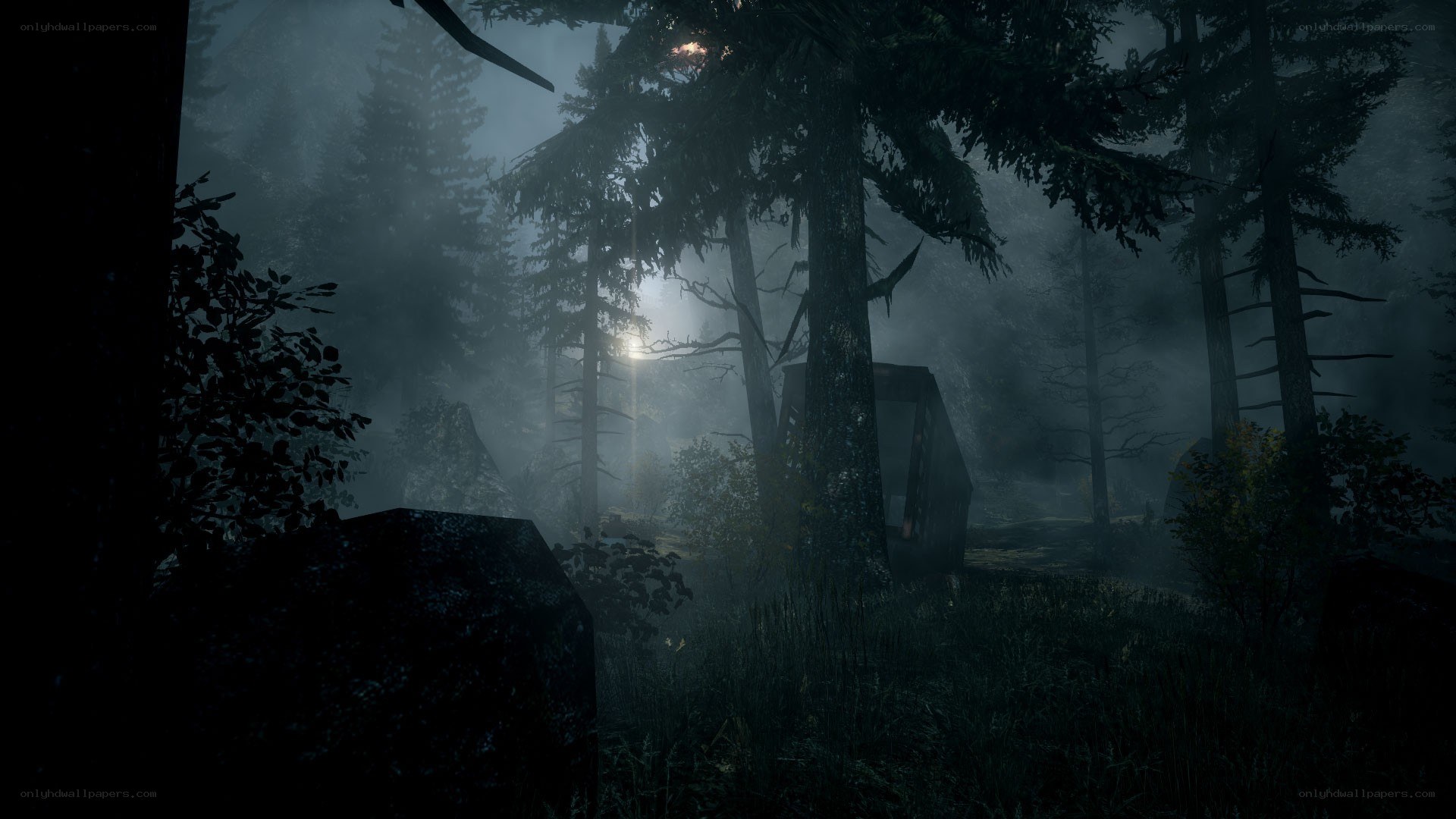 dark forest at night