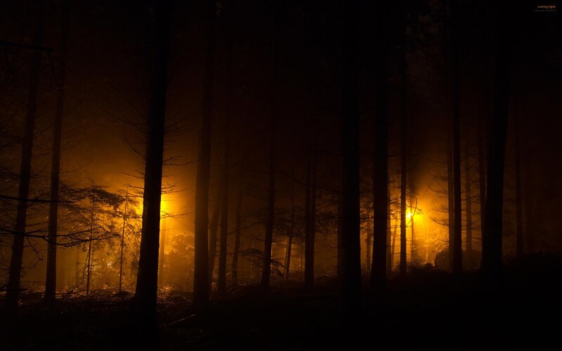 dark forest at night
