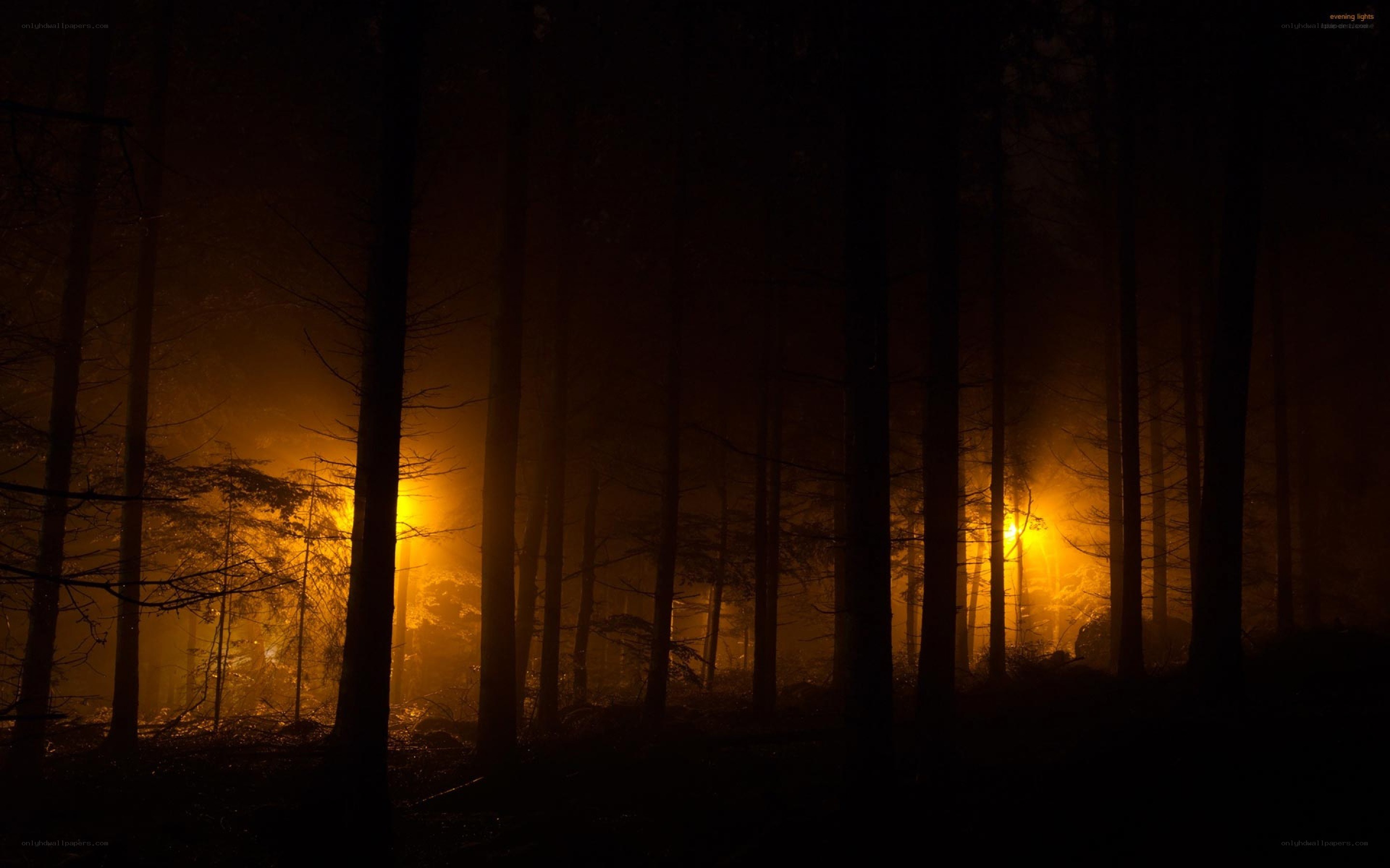 dark forest at night
