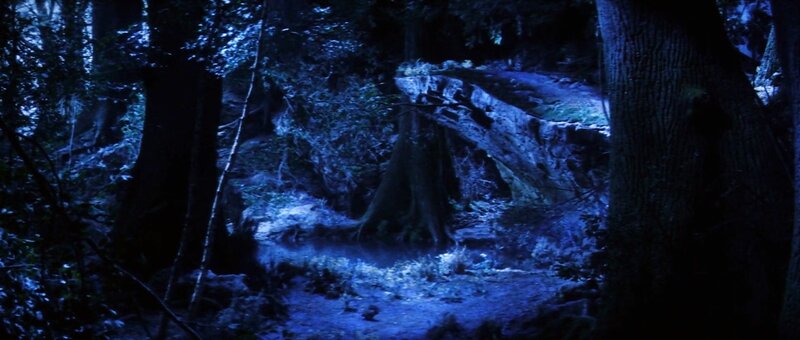 dark forest at night