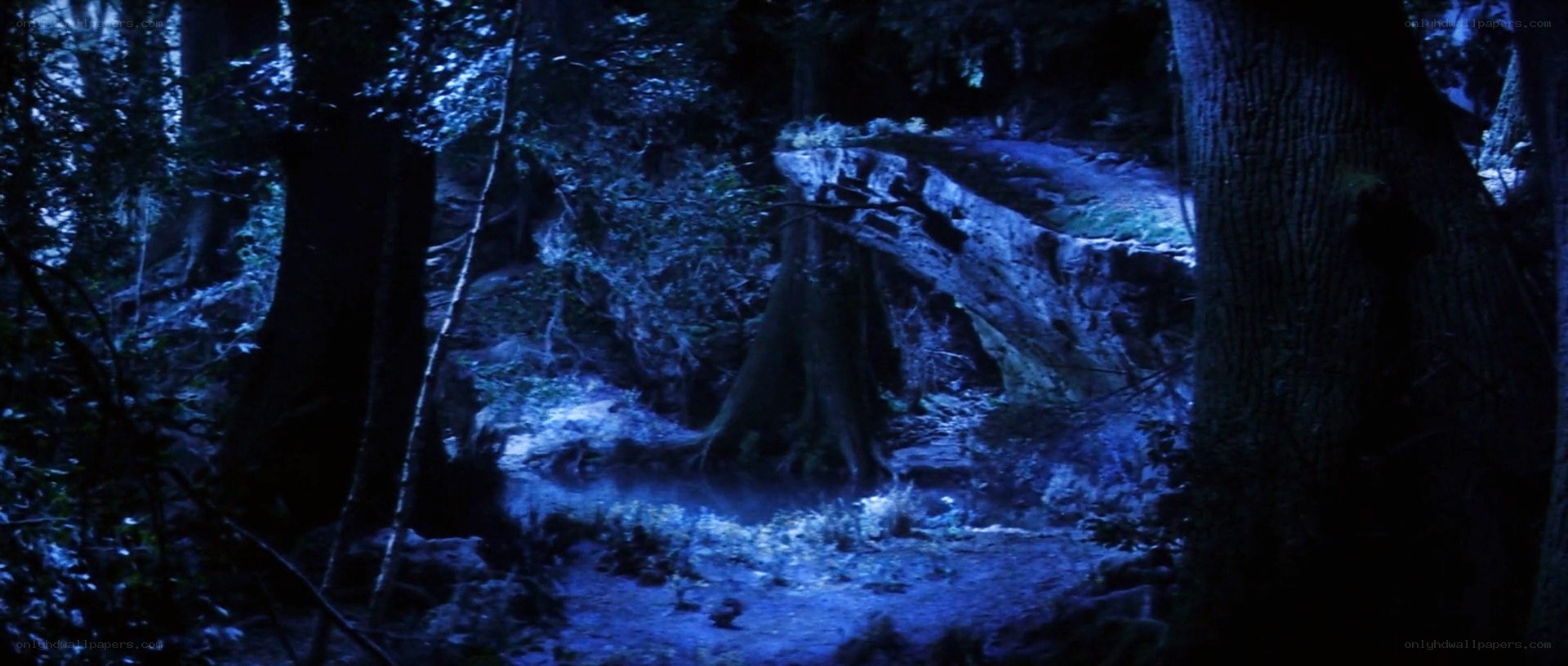 dark forest at night