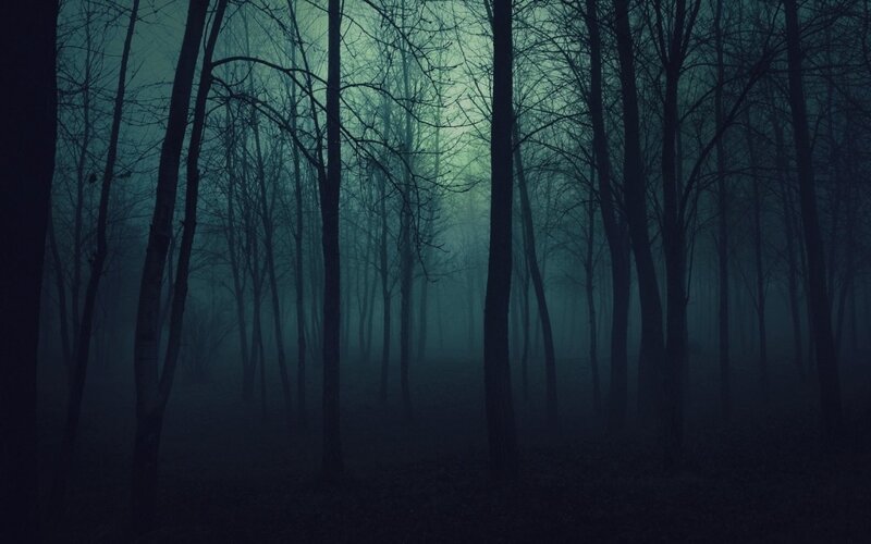 dark forest at night