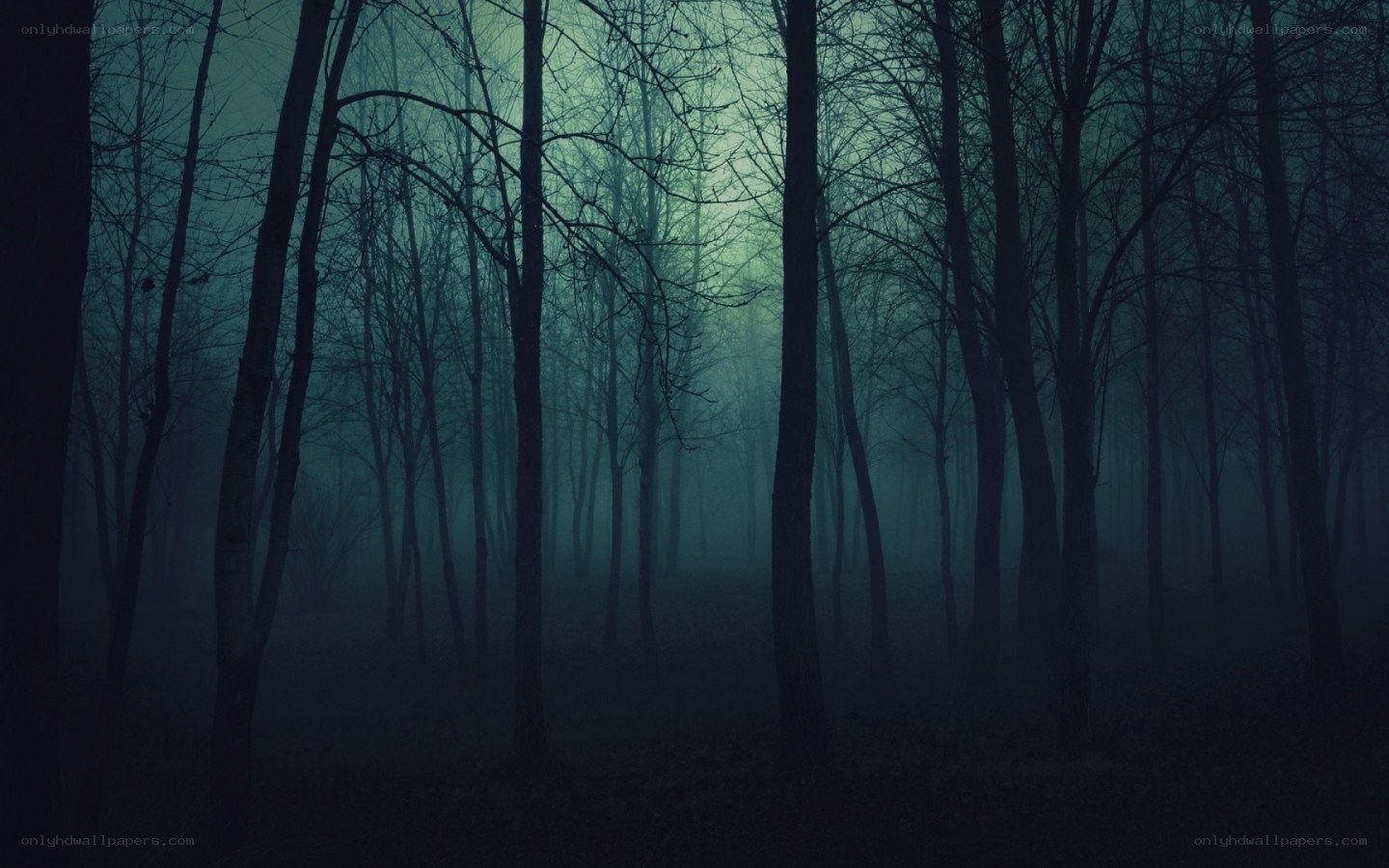 dark forest at night