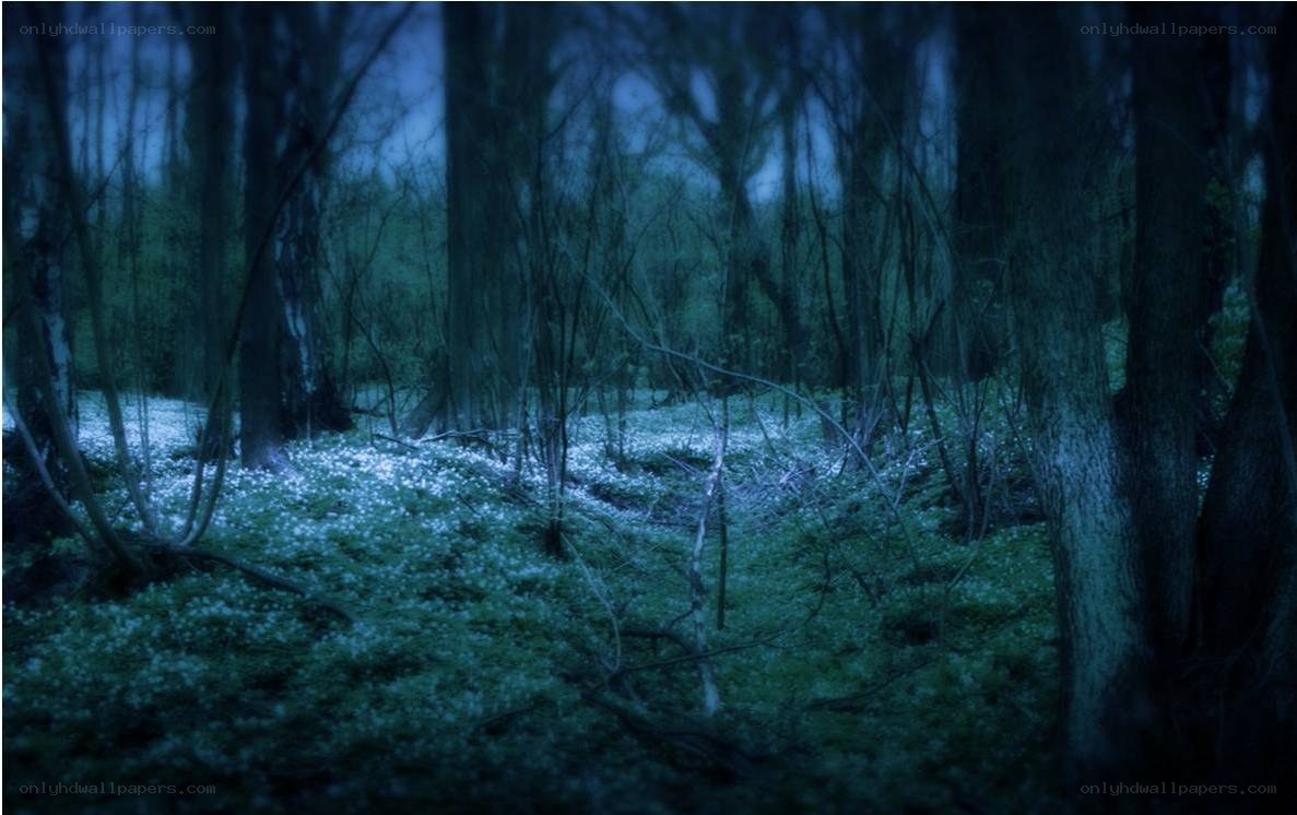 Dark forest at night
