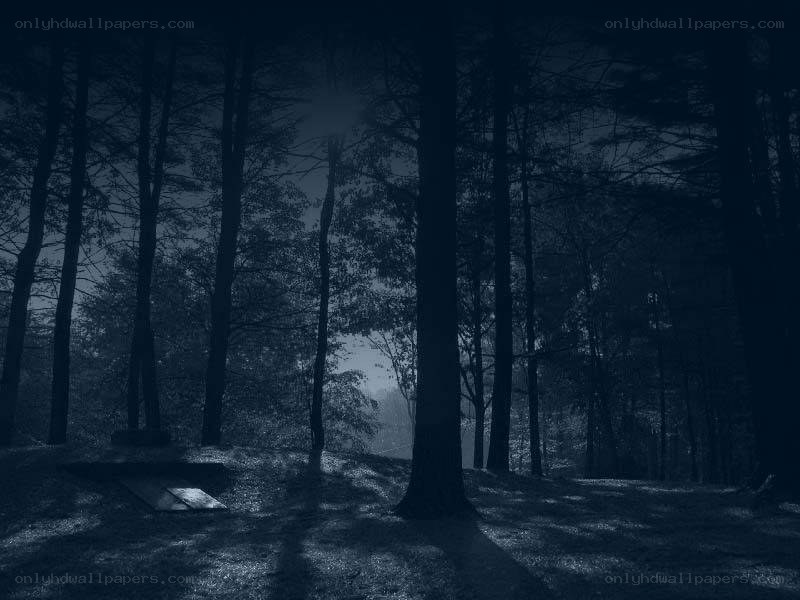 dark forest at night