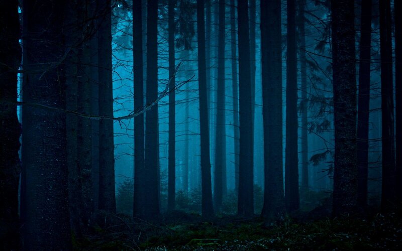 dark forest at night