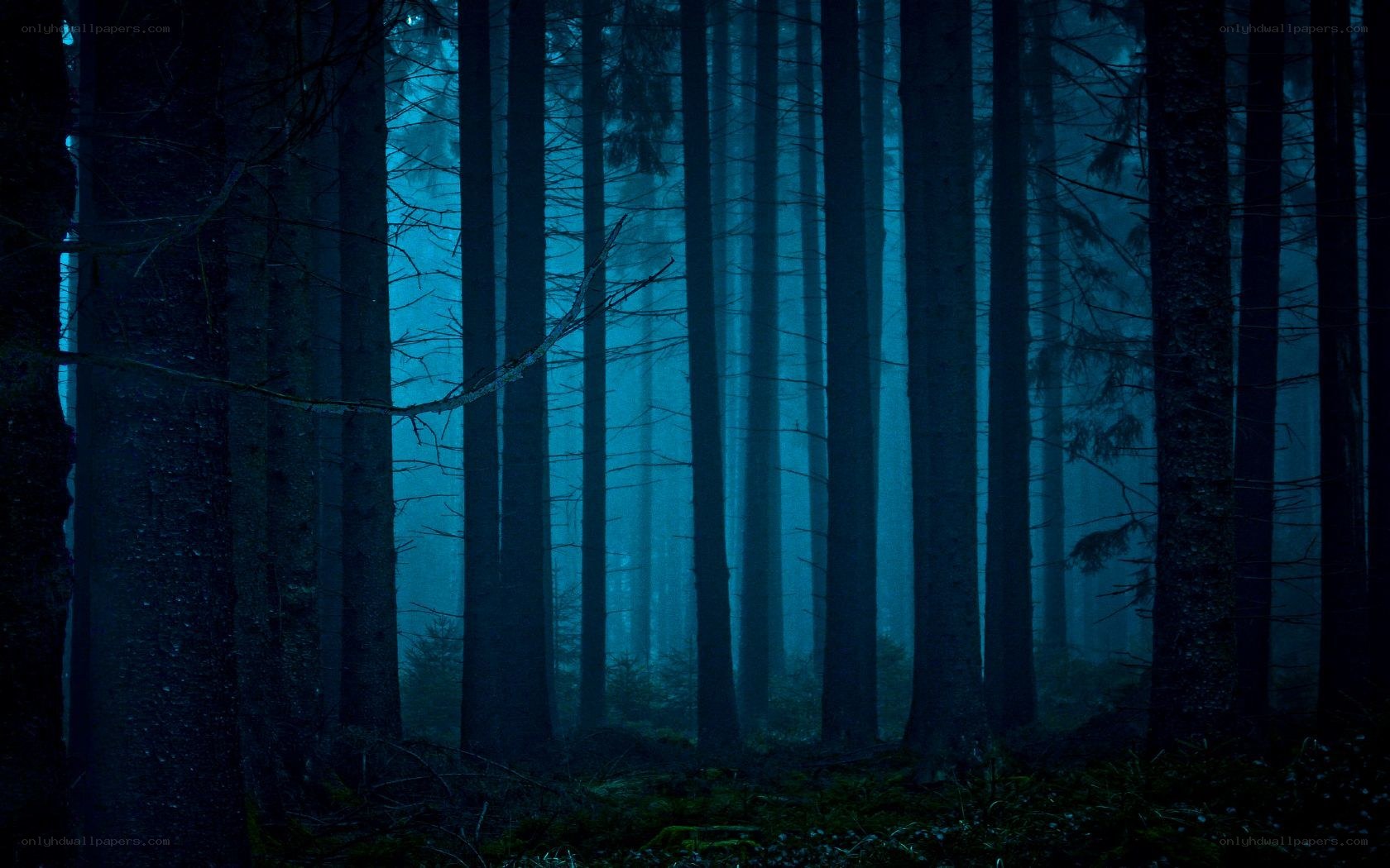 dark forest at night