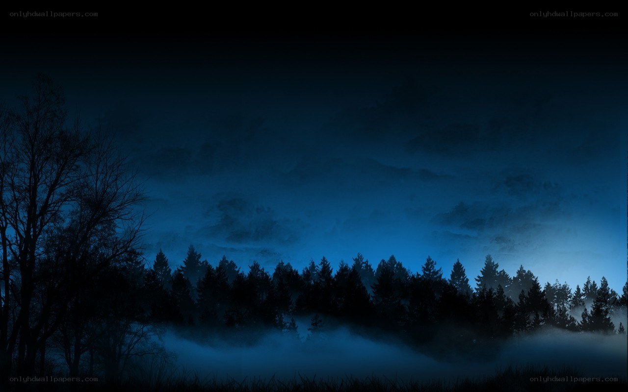 dark forest at night