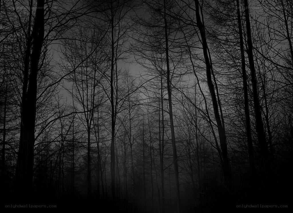 dark forest at night
