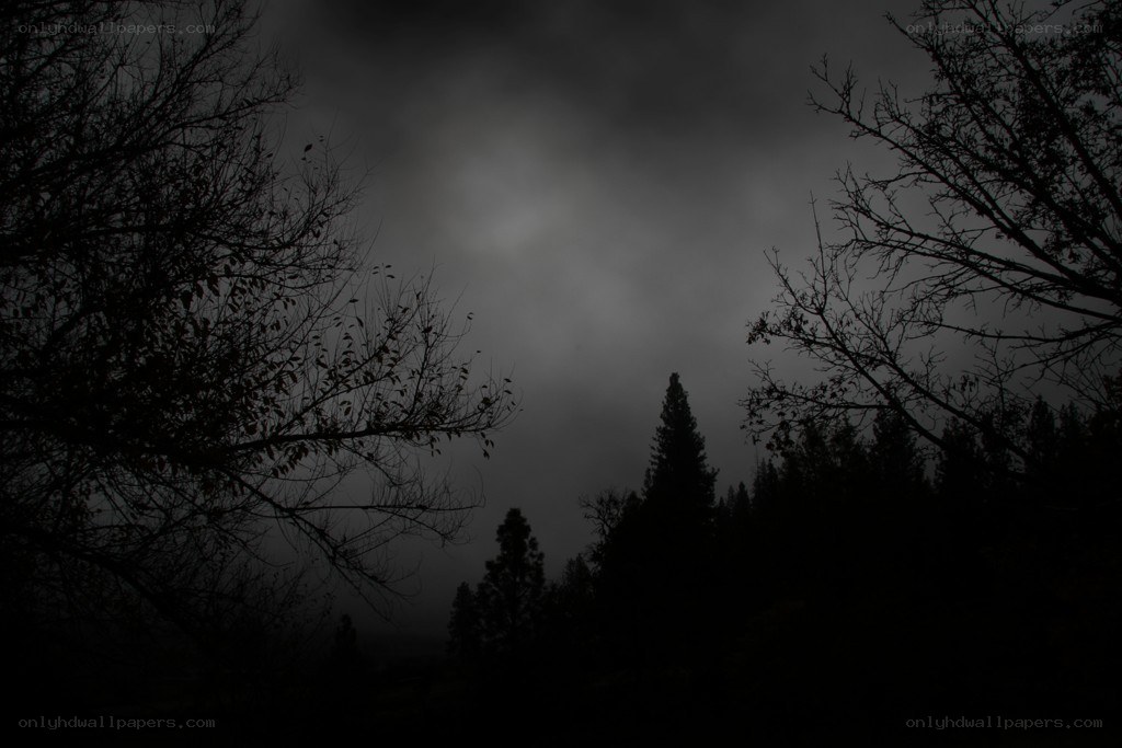 Dark forest at night