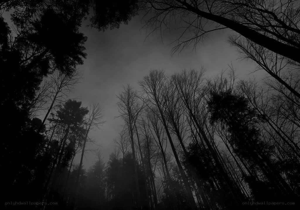 dark forest at night