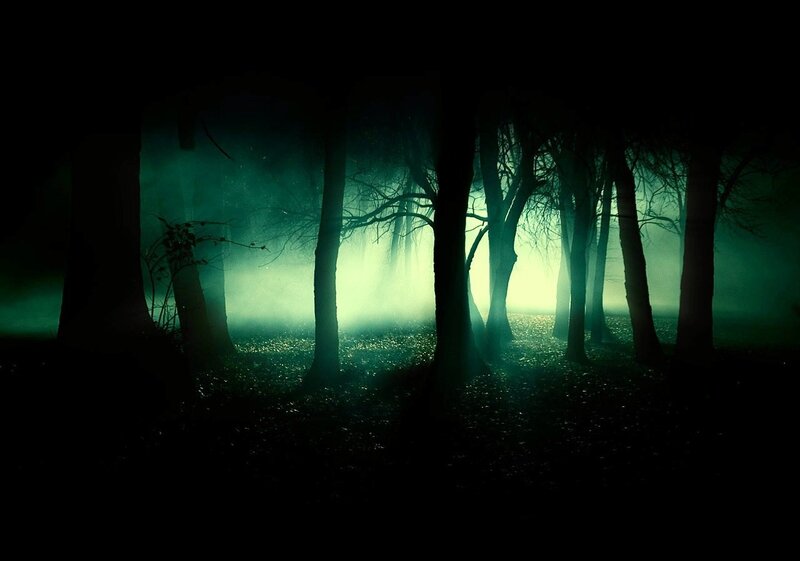 dark forest at night