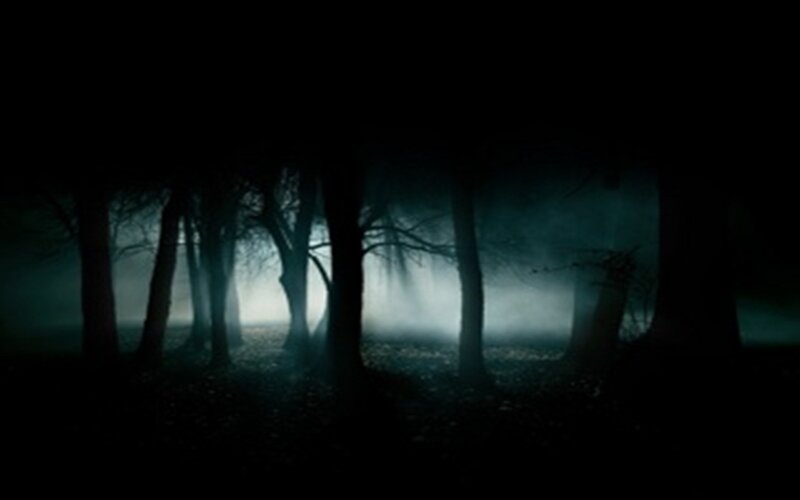 Dark forest at night