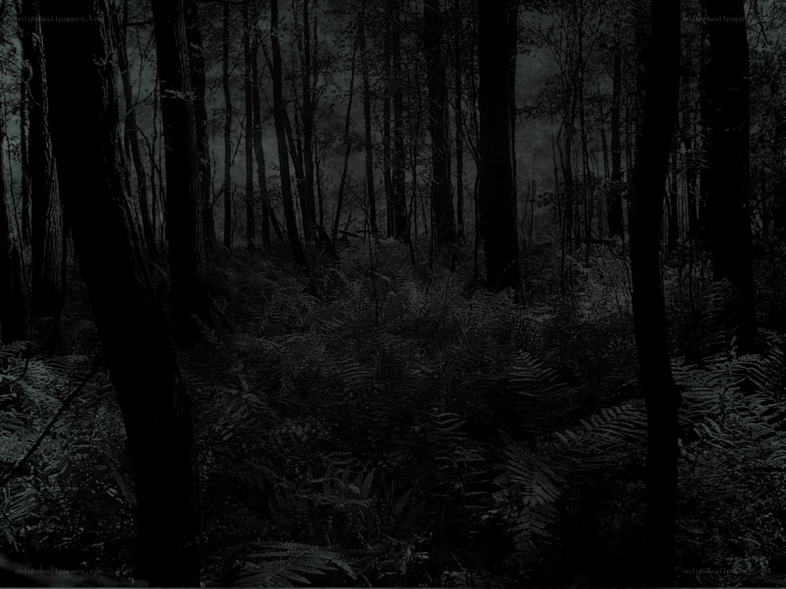 Dark forest at night