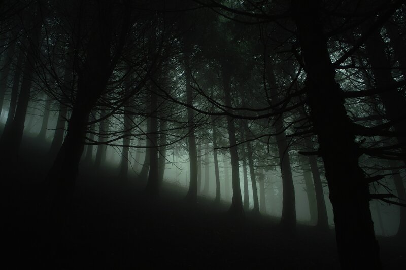 Dark Forest at Night — Black, Eerie, Photograph
