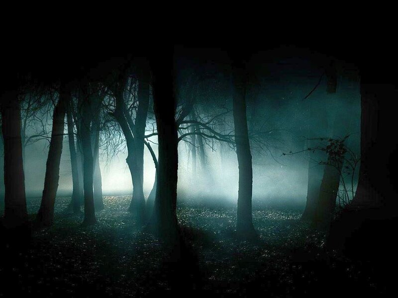 Dark Forest at Night — Black, Mysterious