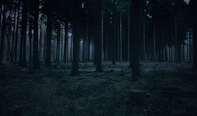 Dark Forest at Night — Black, Photograph, Trees, Forest Floor