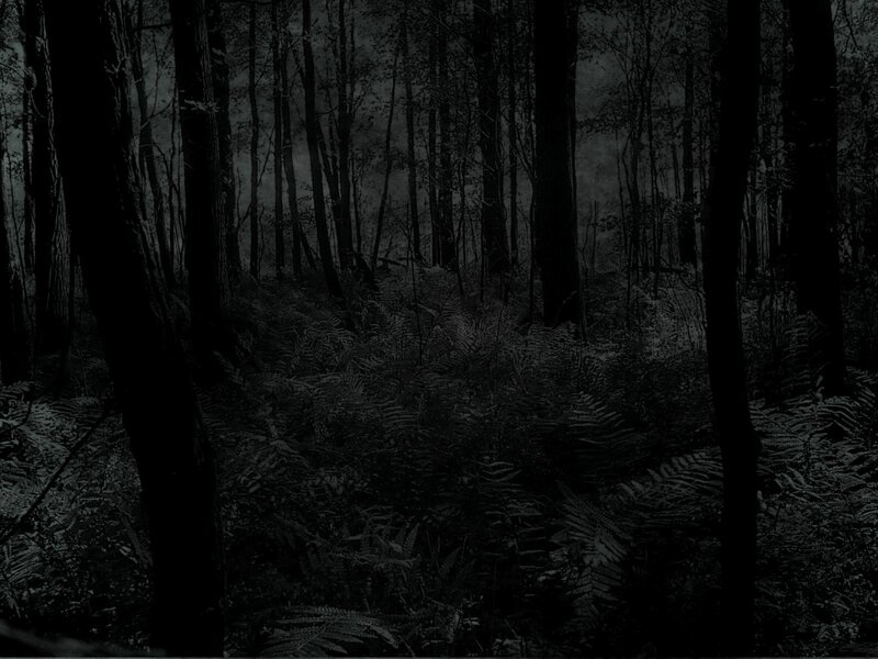 Dark Forest at Night — Black, Photograph, Trees
