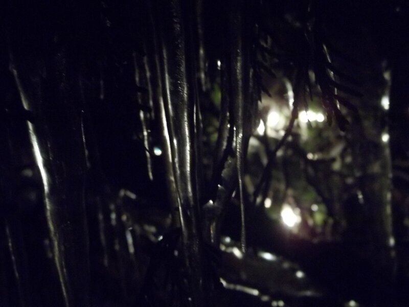 Dark Forest at Night — Black