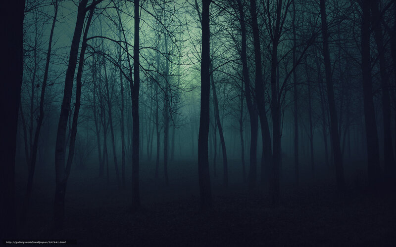 Dark Forest at Night — Blue, Eerie, Photograph
