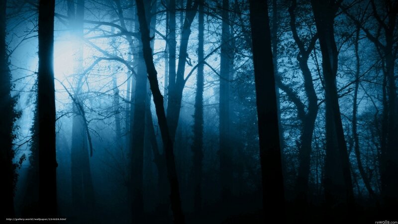 Dark Forest at Night — Blue, Mysterious, Photograph