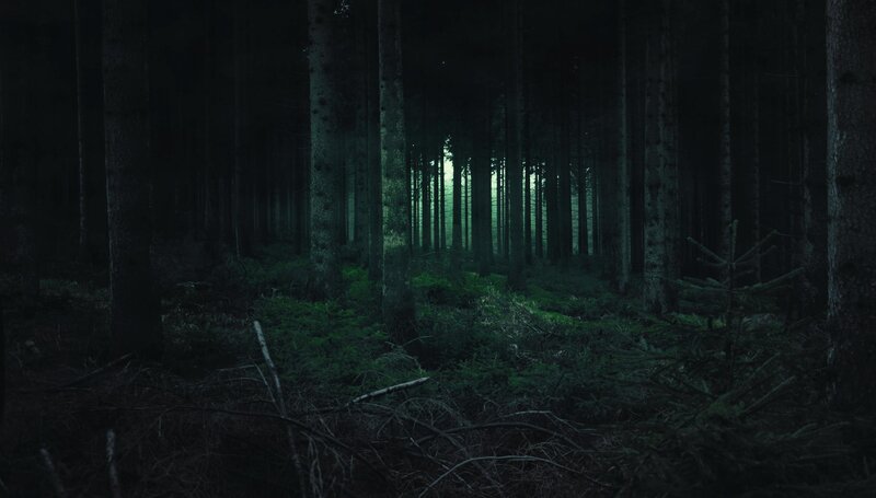 Dark Forest at Night — Green, Dark, Mysterious