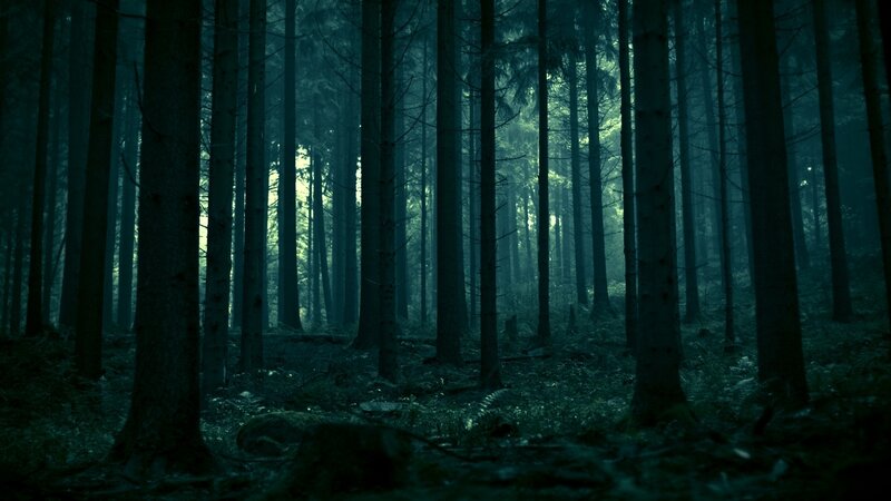 Dark Forest at Night — Green, Photograph