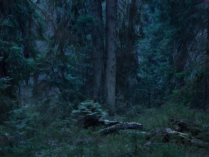 Dark Forest at Night — Green, Photograph, Trees, Fallen Log