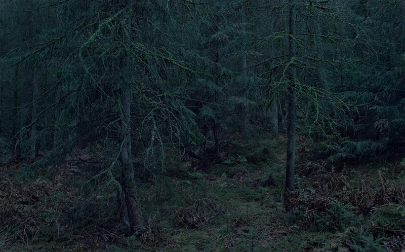Dark Forest at Night — Green, Photograph, Trees