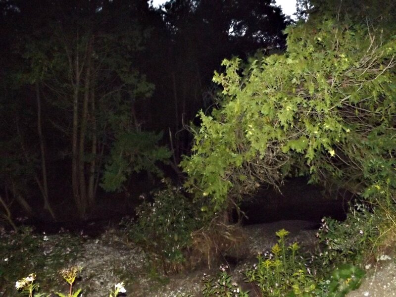 Dark Forest at Night — Green