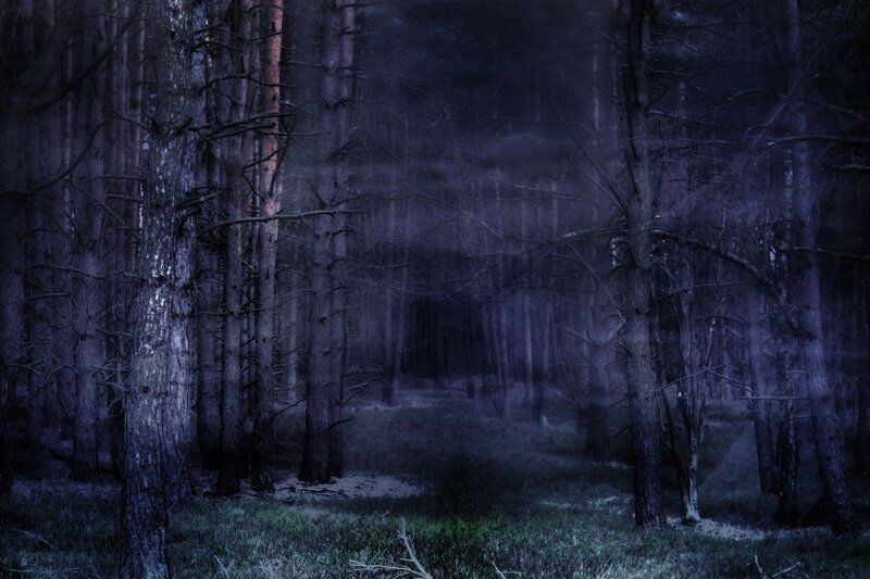 Dark Forest at Night — Purple