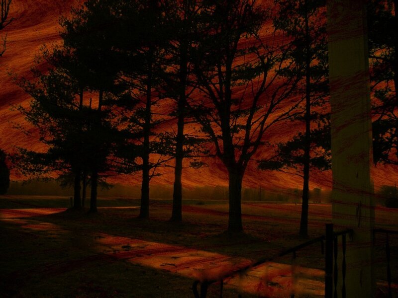 dark forest at sunset