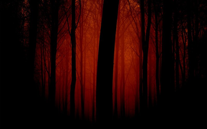 dark forest at sunset