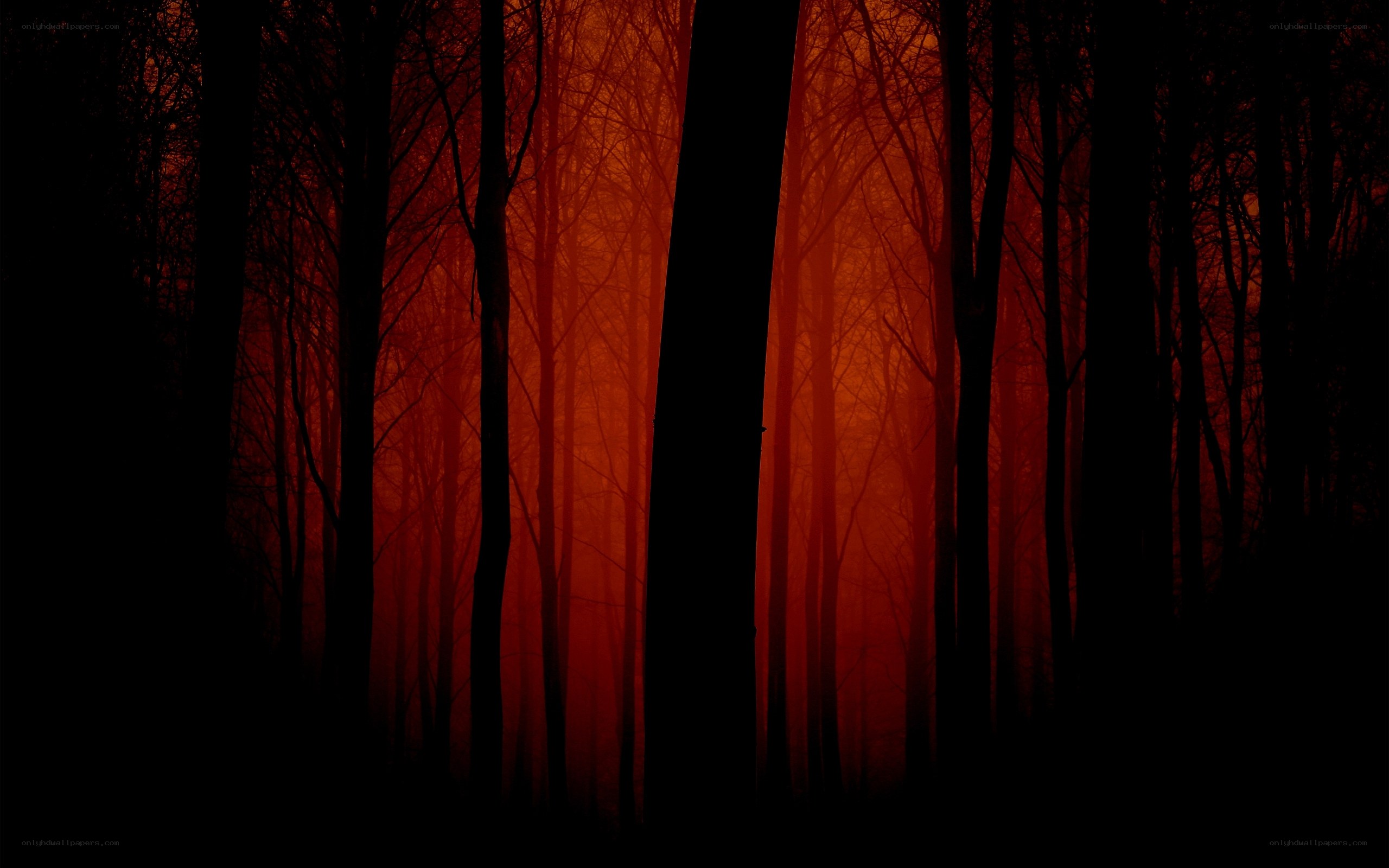 dark forest at sunset