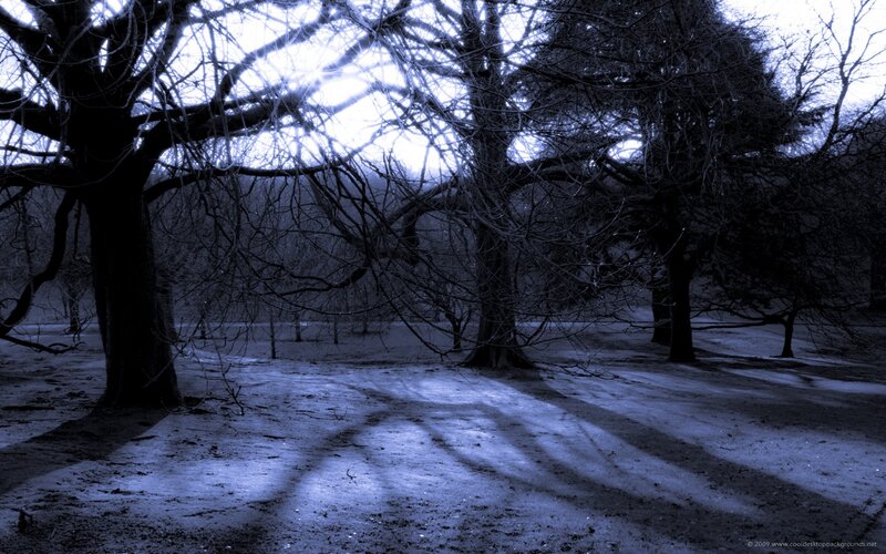 Dark forest at twilight