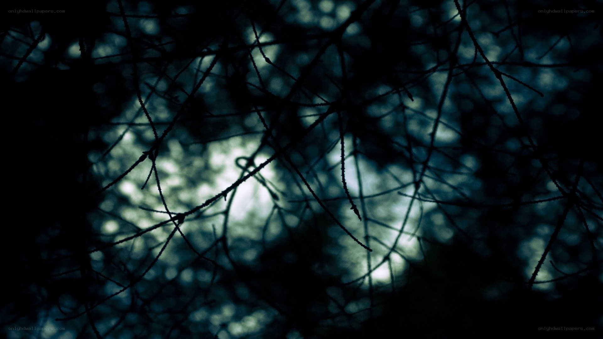 dark forest branches