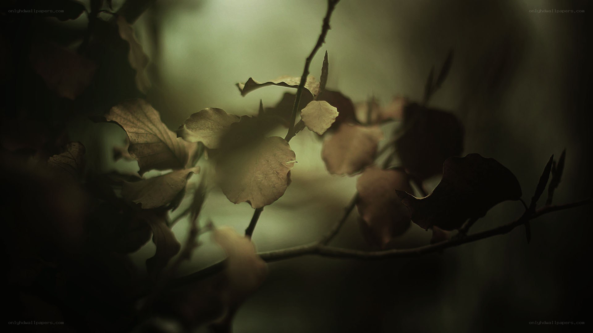 Dark forest foliage in soft light